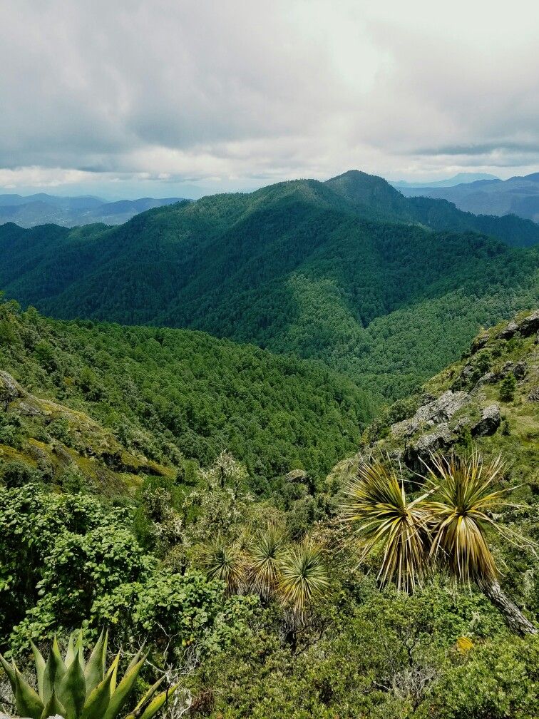 Sierra norte de Oaxaca , Mexico