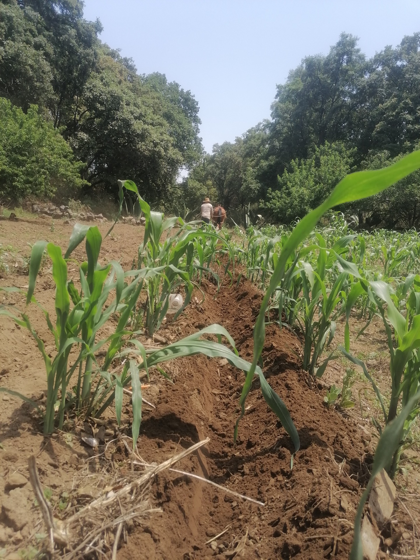 Milpa, Santa Ana Tlacotenco