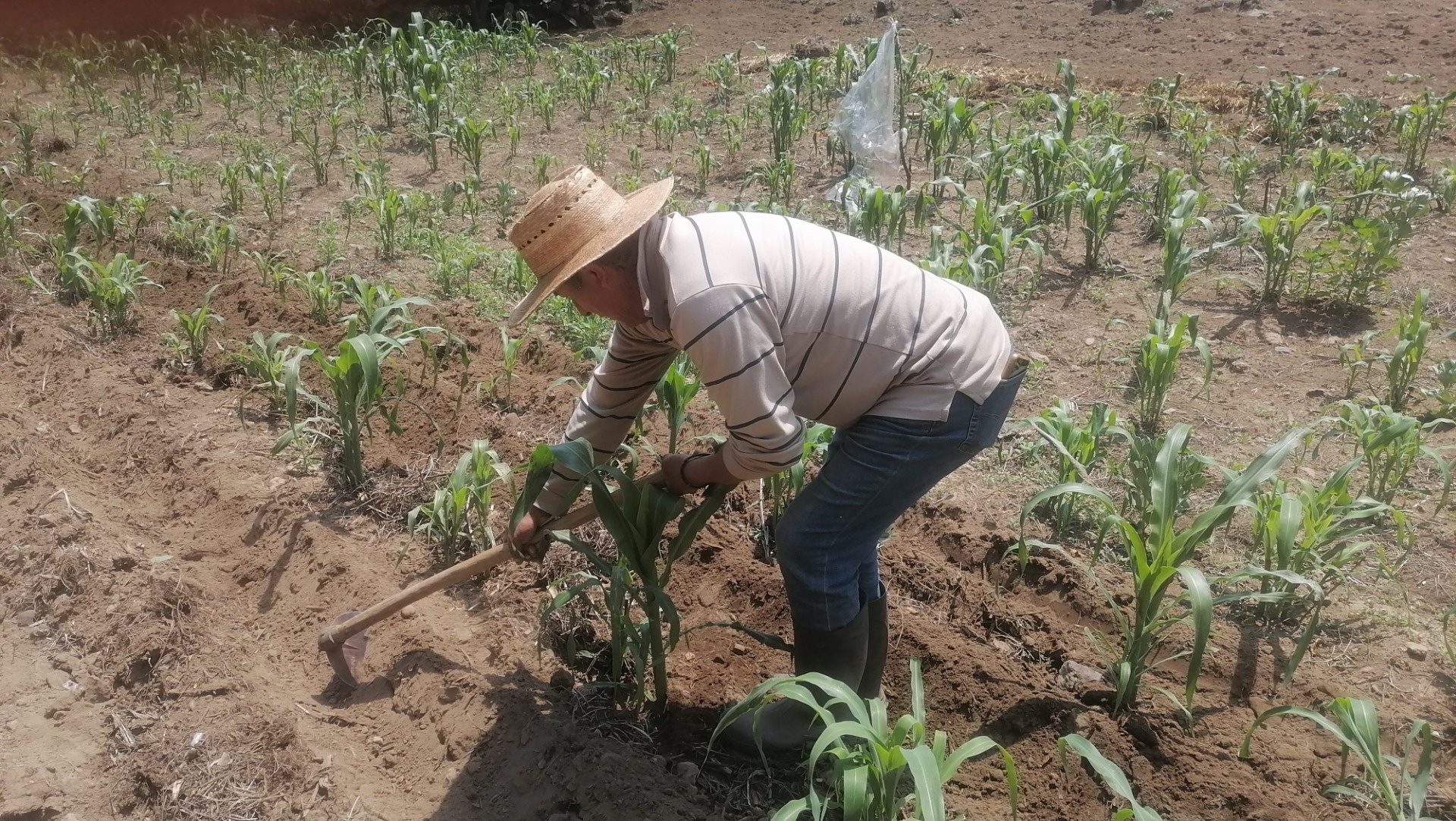 Agricultor regenerativo, Milpa Alta