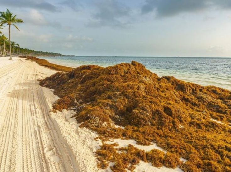 Playa afectada por el sargazo.